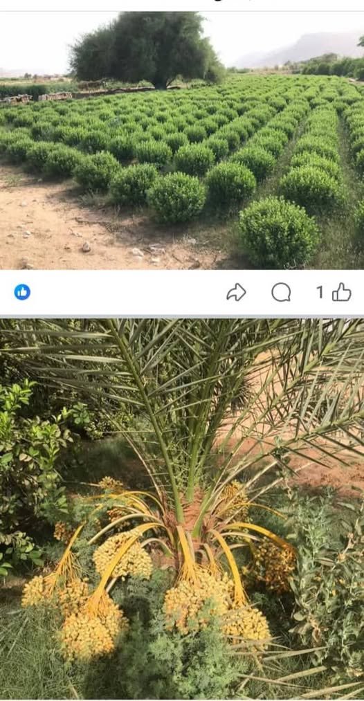 🌴 فرصة استثمارية مميزة للبيع مزرعة في حضرموت